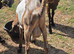 Very Handsome Pedigree Anglo Nubian Billies