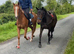 Future eventing horse 4 year old mare