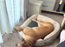 Stunning 15 Month Boxer Bitch