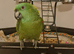 Liberta Alaska Corner Parrot Cage