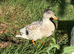 7 call miniature call ducks for sale unsexed