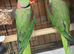 Proven pair of Alexandrines