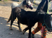 Beautiful Black  mini cob filly rising  2yrs
