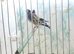 Goldfinch pairs