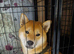 Shiba inu