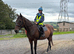16.1hh bay mare