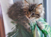 Gorgeous pure breed Mainecoon kittens ready 24th July