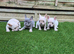 French Bulldog Puppies