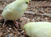 Young Budgies Unsexed