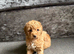 Cockapoo puppies for sale