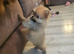2 female pomeranian puppies