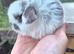 Mini lop babies