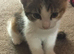 8 week kittens ready for a forever home.