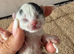 Beautiful litter of British longhair