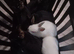 Netherland dwarf rabbits
