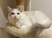 Stunning Ragdoll Male for Sale