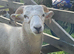 Pedigree Wiltshire Horn Ram Lambs available
