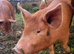 Tamworth X piglet for sale
