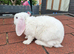 Mini lop plush