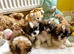 Shih- tzu x Puppies