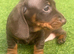 Beautiful Home-Raised Dachshund Puppies – Ready Now