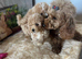 Adorable  Maltipoo puppies