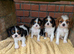 Tri and blenheim pups