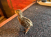 Red Legged Partridge chicks