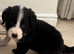 Last 2 bordernese Puppies ready now