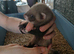 Baby ferrets