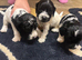 5 adorable cockatoo puppies
