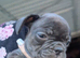 French bulldog girls