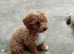 Poochoon pups