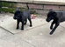 Bedlington x whippet puppies