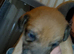 Daschund cross/jackapoo puppies