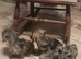 Miniature wirehaired dacshund