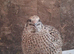Jumbo coturnix quail POL