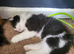 8 week old kittens for sale
