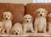 Beautiful Health Tested F1 Goldendoodle Puppies