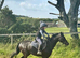 Stunning 13.2hh competition pony