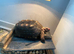 Male Red foot