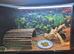 Male bearded dragon and setup