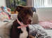 Staffy cross