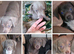 Beautiful miniature / fabulous colours Dachshund