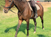 15.2 7 year old genuine mare.
