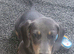 Blue- Tan Mini Dachshund