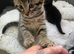3 LEFT stunning Bengal kittens READY NOW