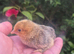 Sablepoot unsexed chicks available