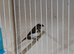 3 x pairs of Chocolate Bengalese finches