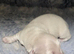 Stunning clear cream kc minature Dachshund stud